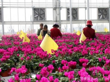扬州高邮：每天发货30万株，花工厂绽放乡村振兴致富花