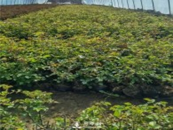各类盆栽月季上市，南阳杯苗基地全国批发中