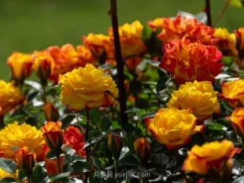 安阳市滑县森林公园月季花开放，赏花打卡正当时