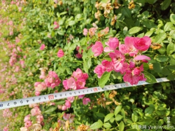 安吉拉月季盆栽苗，60厘米高基地发货