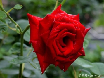 2023年情人节十大玫瑰品种销量榜，卡罗拉位居首位