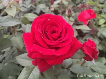 原产中国的玫瑰花(月季花)，是如何成为美国国花的？