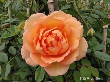 中国月季：欧洲玫瑰花的祖宗，为世界园艺做出了巨大贡献