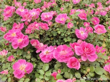 仙境盆栽月季杯苗粉色丰花，绿化工程批发