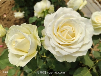 十一朵白玫瑰的花语和寓意