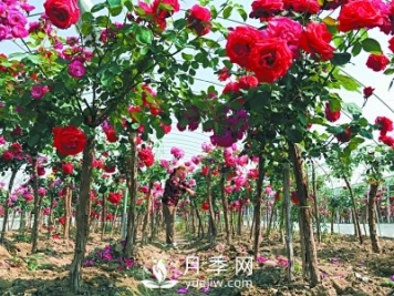 新品“月季树”为北京市花添色彩，居然引种自南阳内乡