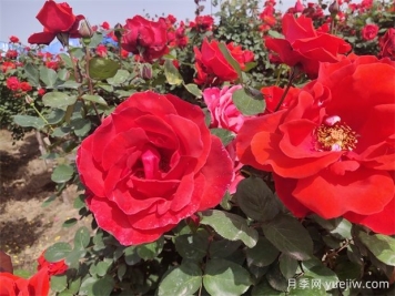 月季、玫瑰、蔷薇分别是什么？如何区别？