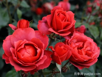 21朵玫瑰：不只是浪漫，还藏着这些深意