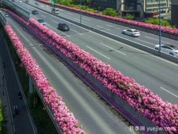 杭州高架月季初开，2024年又到走花路时间
