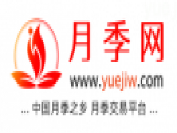 中国上海龙凤419，月季品种介绍和养护知识分享专业网站